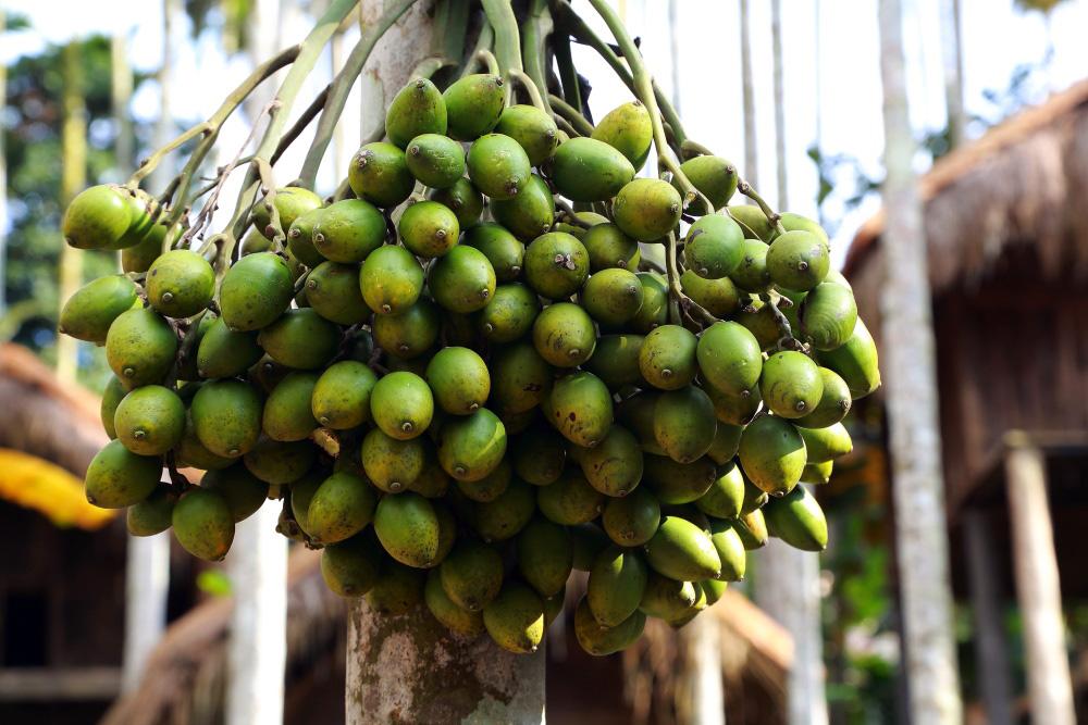 槟榔吃了有什么好坏处,槟榔吃多了对什么害处大