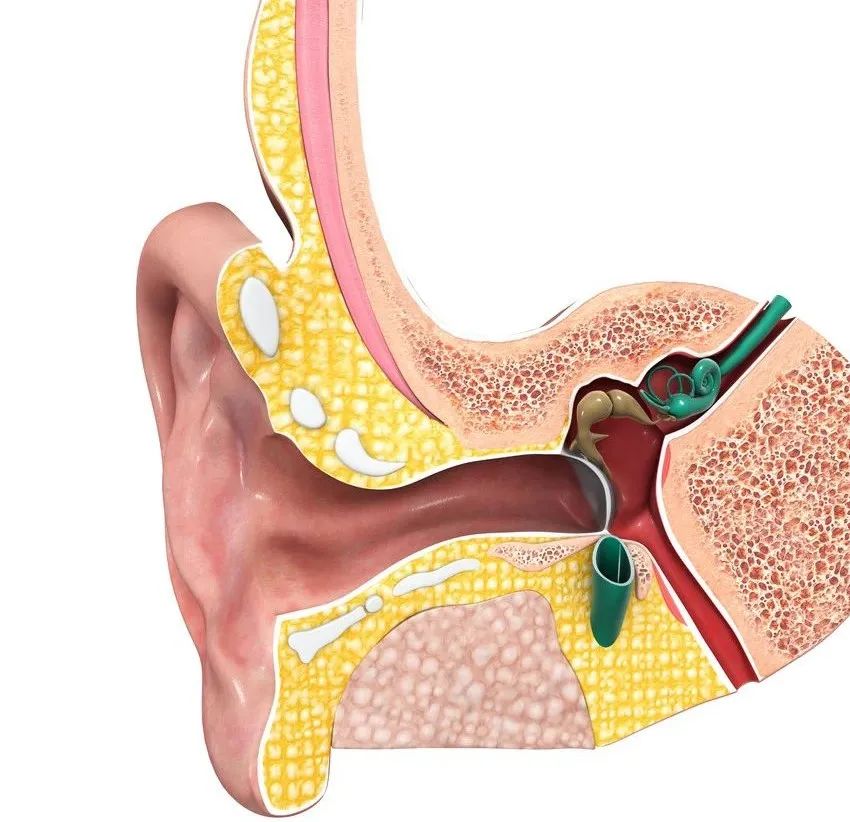 耳朵进了小飞虫用什么药,耳朵进了小飞虫比较深怎么办