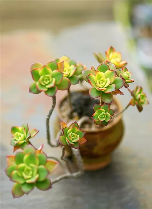 多肉老桩速成法根本用不了三五年,多肉怎么养成老桩小技巧