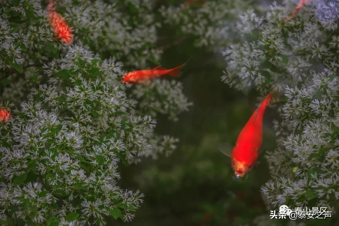 三月三蟠桃会王母娘娘聚群仙,又是一年三月三王母娘娘蟠桃会