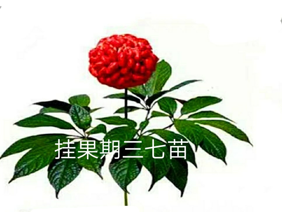 三七盆栽的常见问题,三七盆栽有什么功效