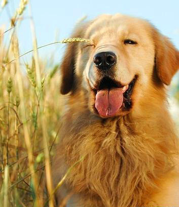 领养狗狗金毛需要注意什么,中途领养金毛注意事项