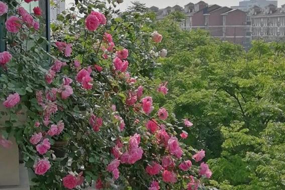 封闭阳台养哪些藤本月季,可以牵引做拱门的月季有哪些品种