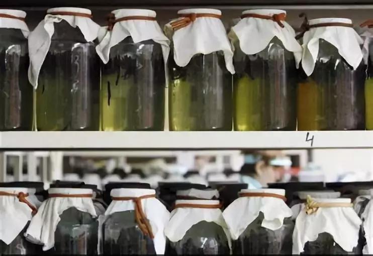 水蛭一般会吸人血吗,水蛭会吸光人血吗