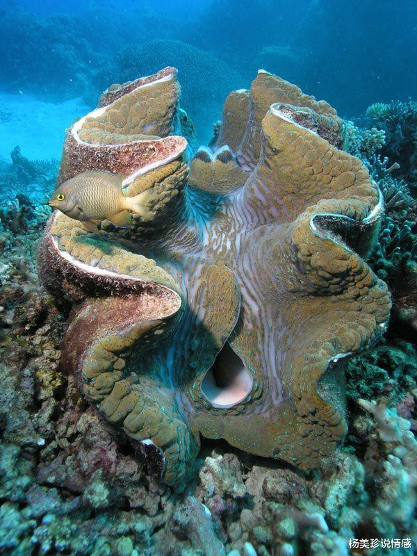 最残忍的十大文玩,带血的文玩有什么忌讳