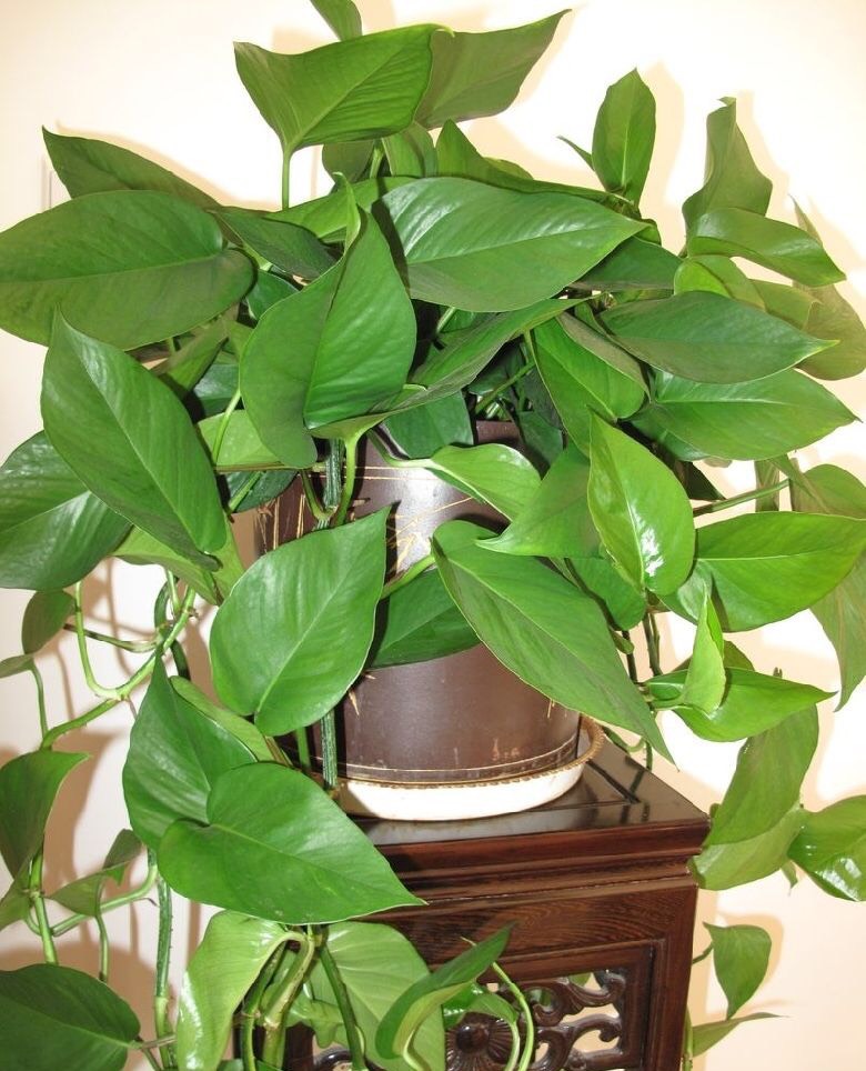 绿萝怎么一直出现黄叶,绿萝黄叶是什么原因咋办