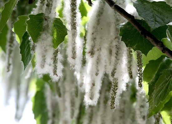 璋堣姳璇磋崏,璋堣姳璁鸿崏