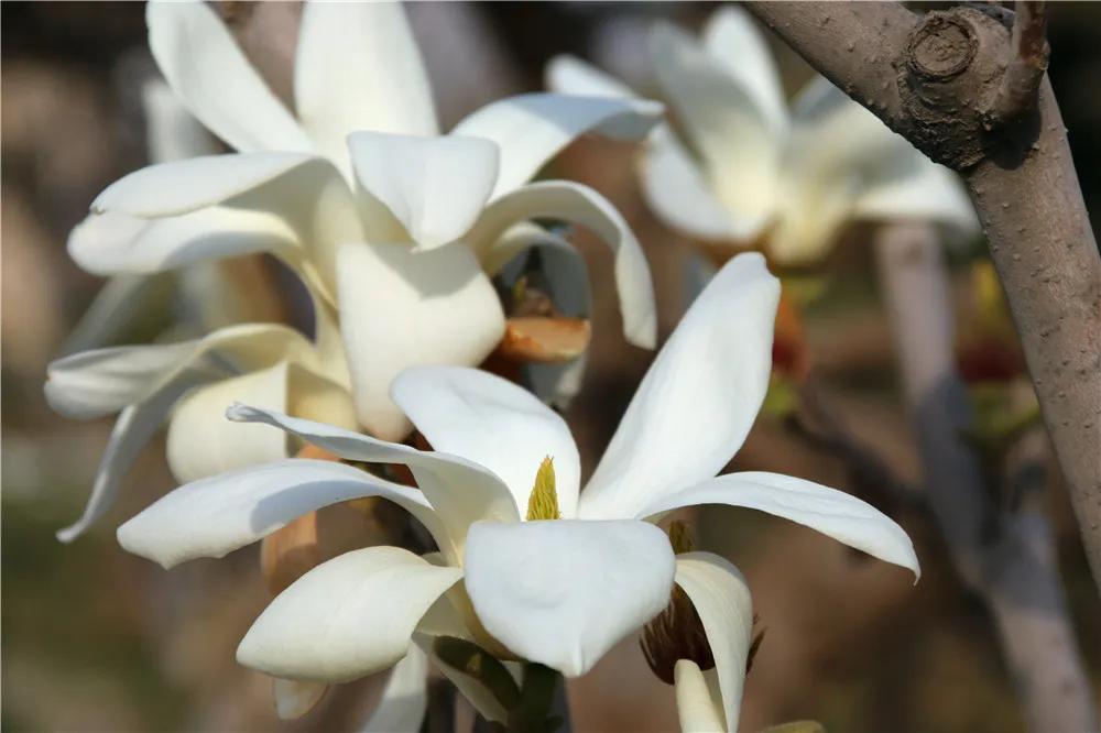 富贵吉祥的植物有哪些,最适合庭院种植的10种吉祥植物