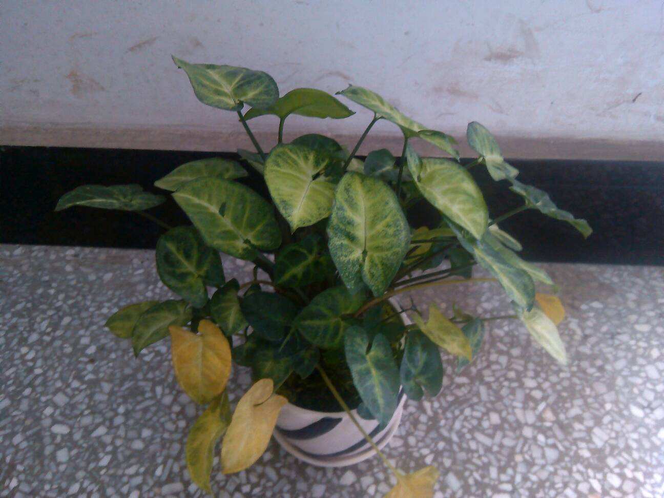 合果芋蔫了怎么办,合果芋干枯发黄