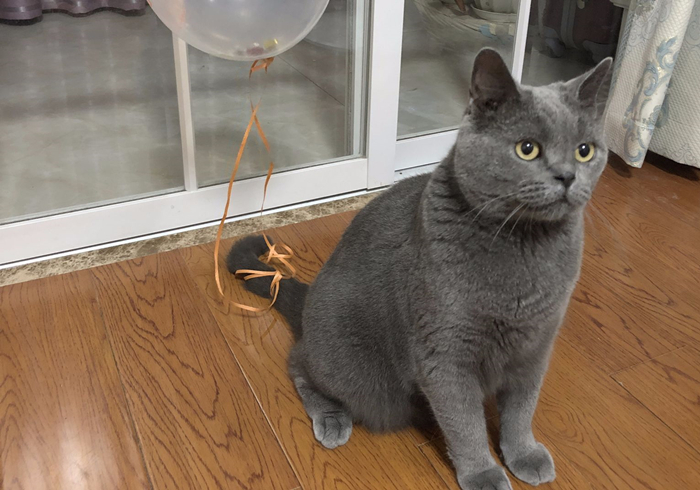 辟谣，猫咪尾巴一直不动很正常？错，不仅反常更有瘫痪风险