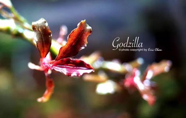 卡佩特k5辣椒榕为什么这么贵,辣椒榕k5为什么贵