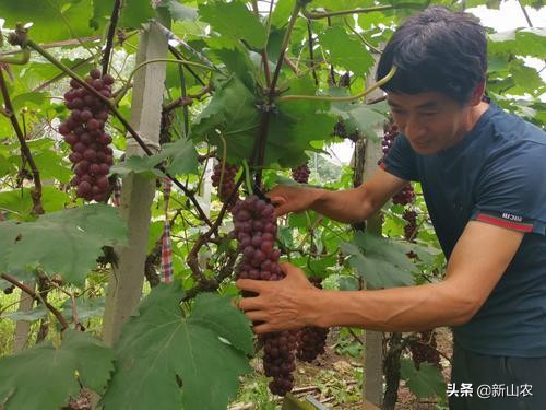 “洋气”的“土专家”，西彭镇马鞍村黄代华，“好人老黄”绰号