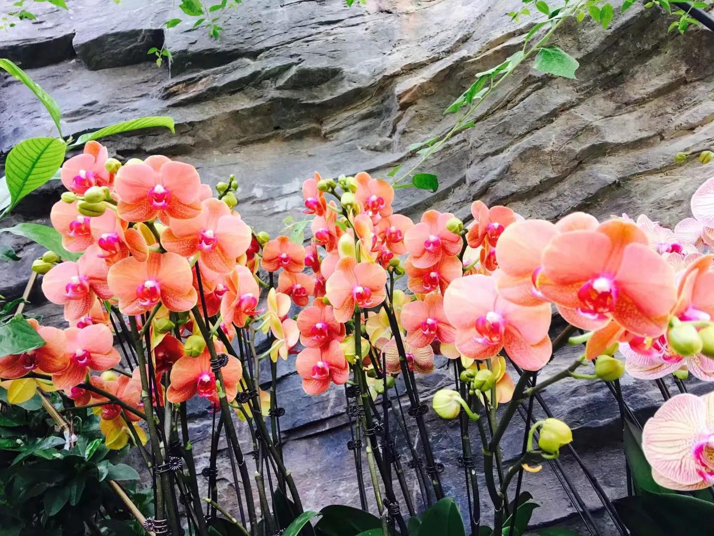 兰花最美的季节是冬季,北方冬季赏兰花