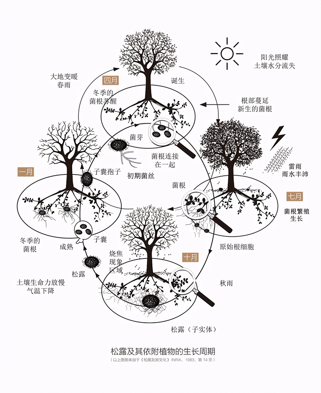 白松黑露，在丽江「上演旷世传奇」