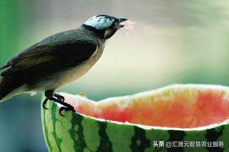 西瓜怎么防鸟害,西瓜田防鸟最快的方法