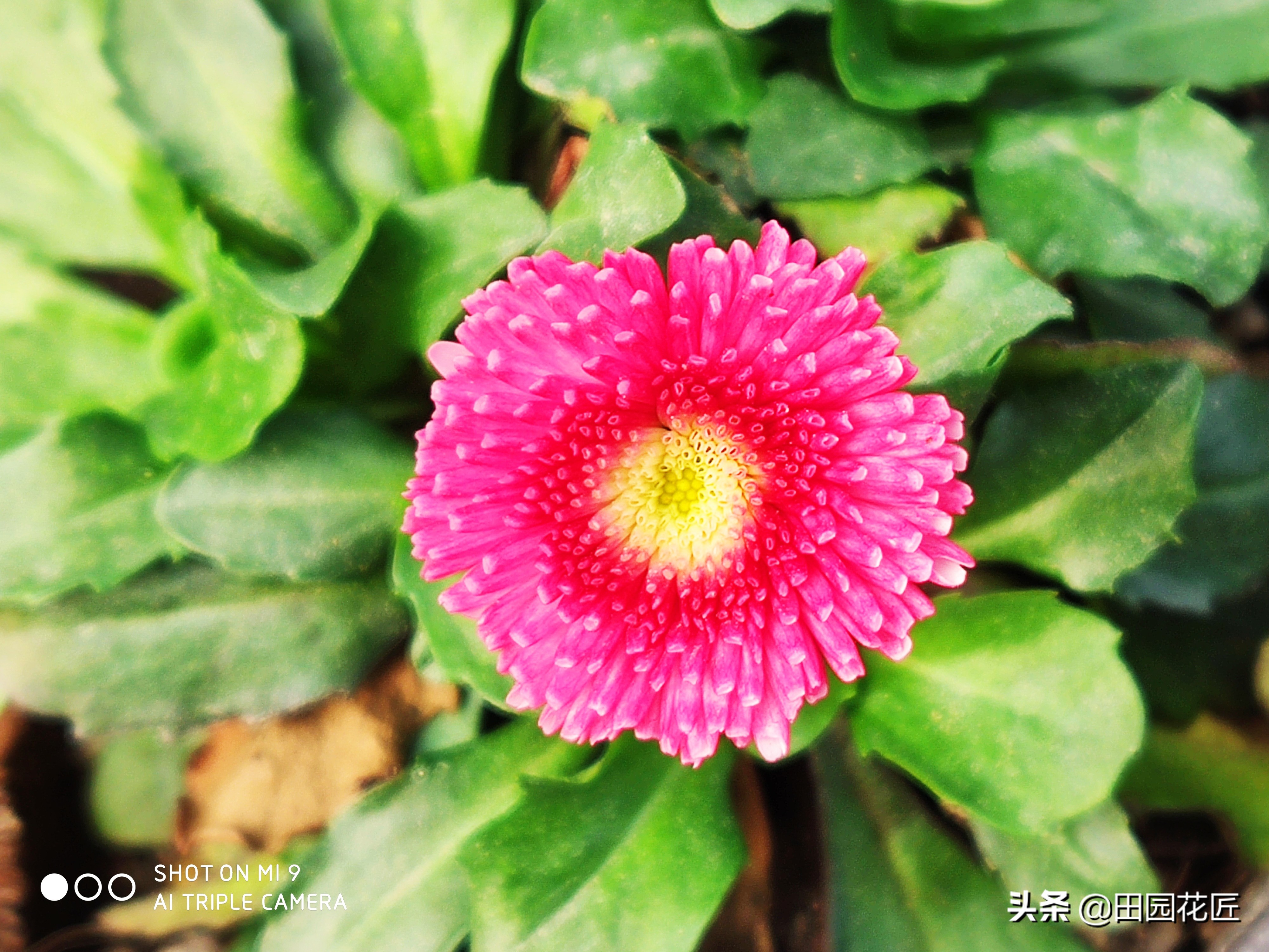 雏菊盆栽花期过后怎样打理,雏菊开花后养护