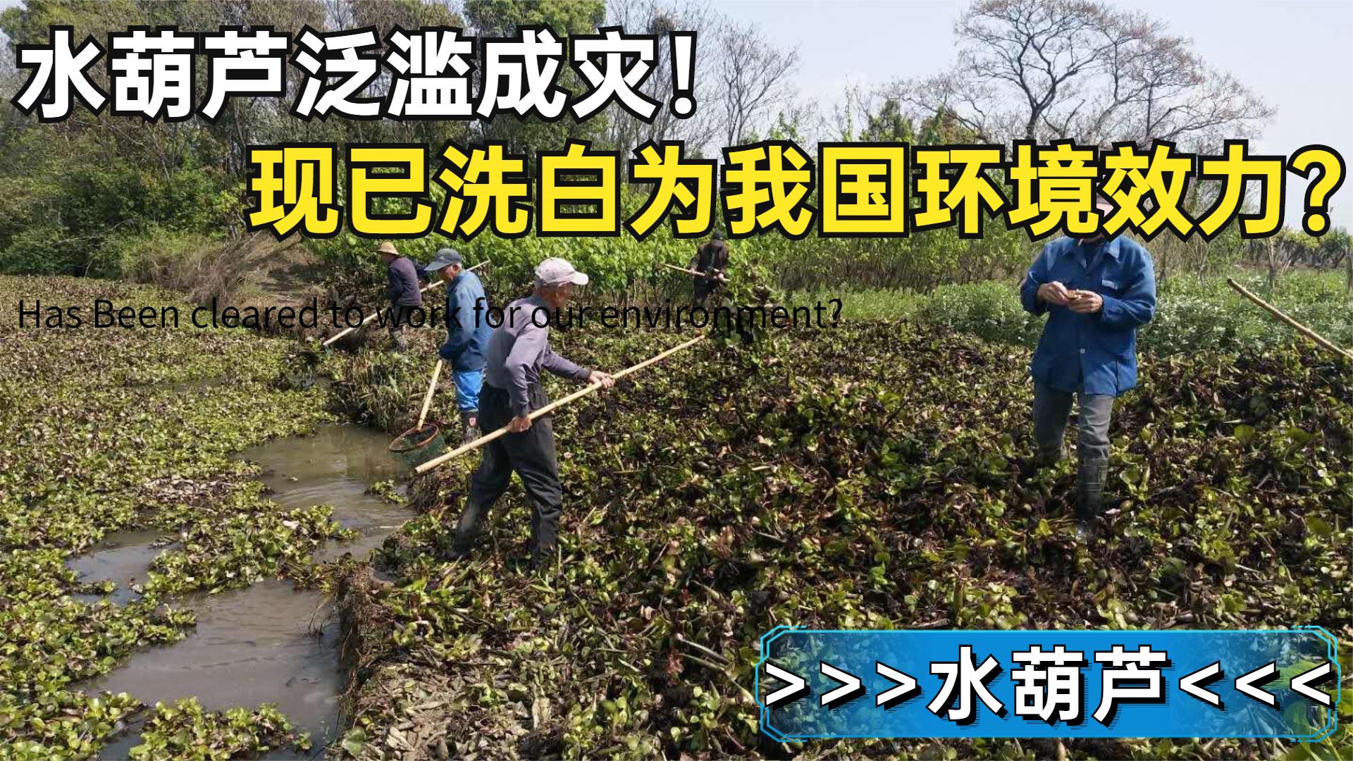 水葫芦在我国泛滥成灾说明了什么,为什么河里的水葫芦很难被根除