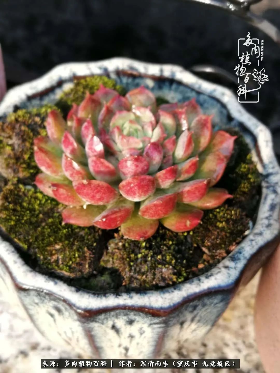 在重庆养多肉养的是一种信仰,重庆养多肉适合用什么土