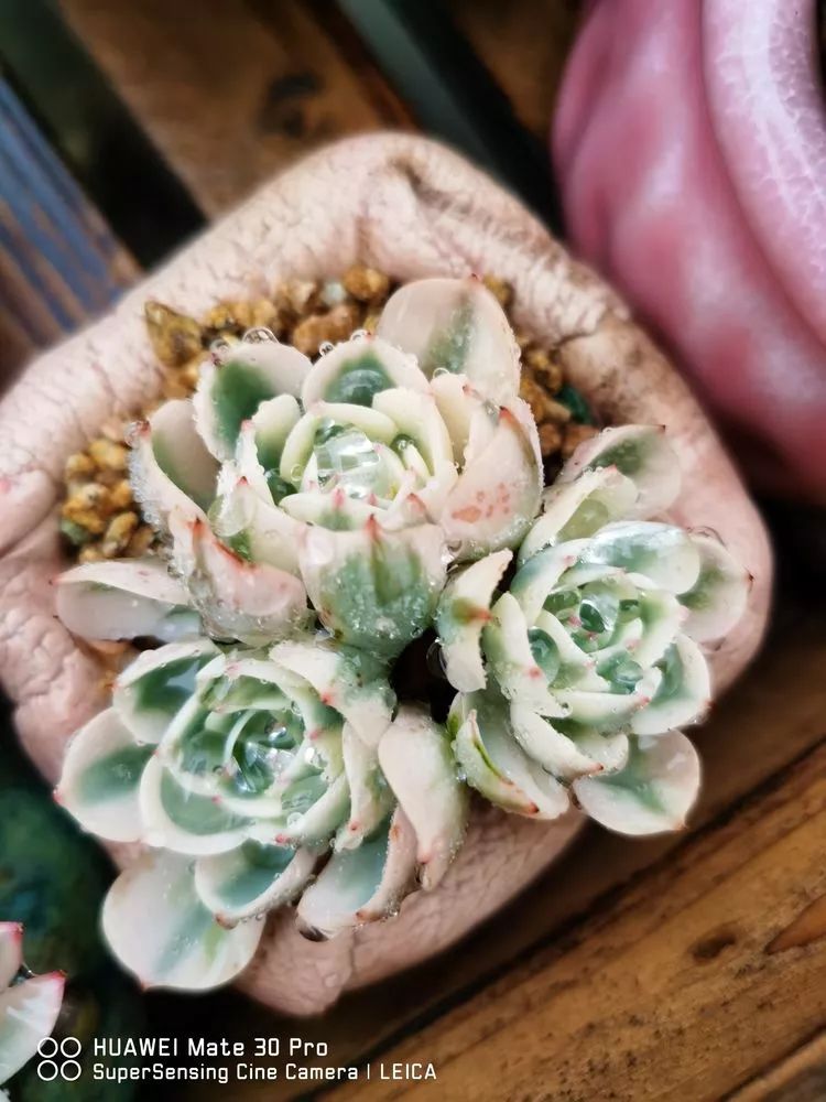 冬日如何更好地养多肉,冬天可以户外养护的多肉