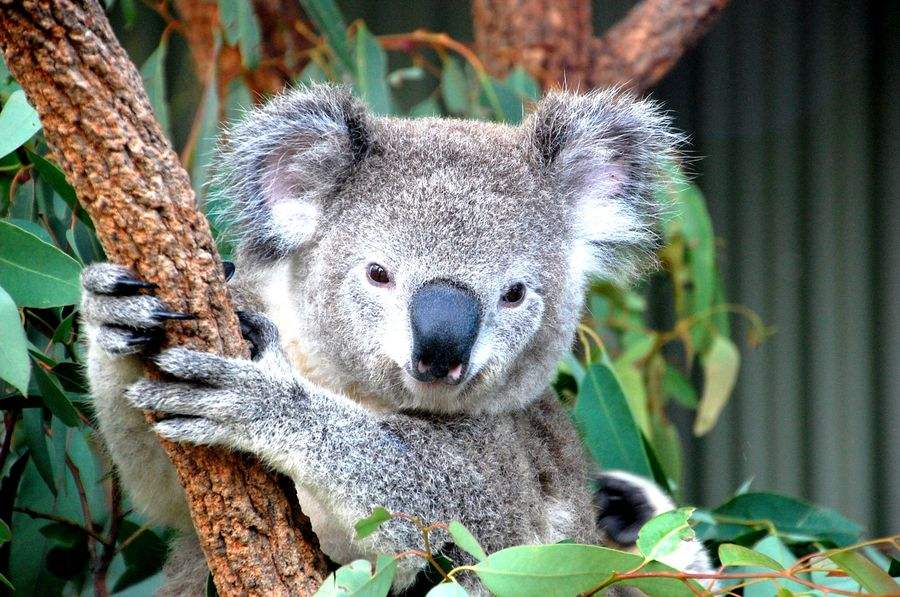 树袋熊生活习性视频,树袋熊很可怕的样子