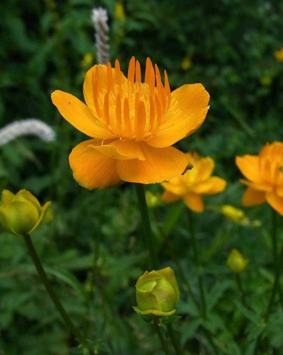 金莲花长什么样,植物百科月季花