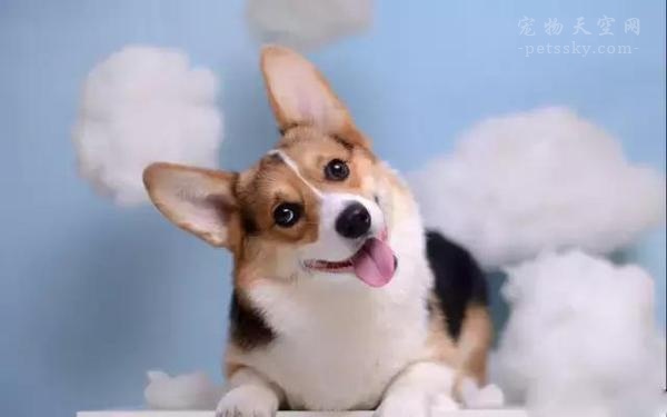 狗狗眼睛上边长了小疙瘩发红,狗狗眼睛发红流分泌物用什么药