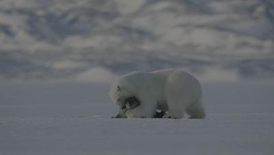 夜半*拍偷**下,成就今年第一部神级纪录片:黑暗下的生命,超乎想象