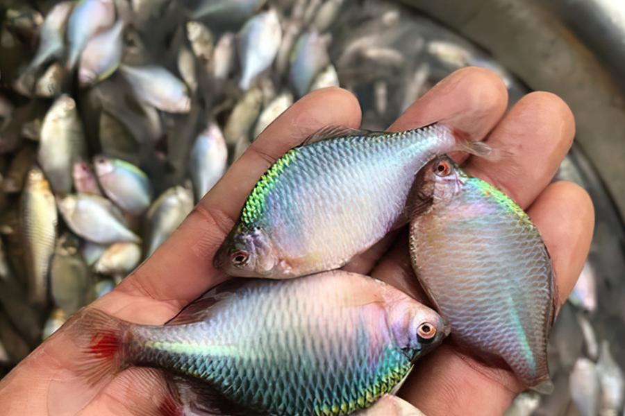 人称“中国彩虹”，吃起来却很苦，以前捞来喂鸭子，如今价格涨了