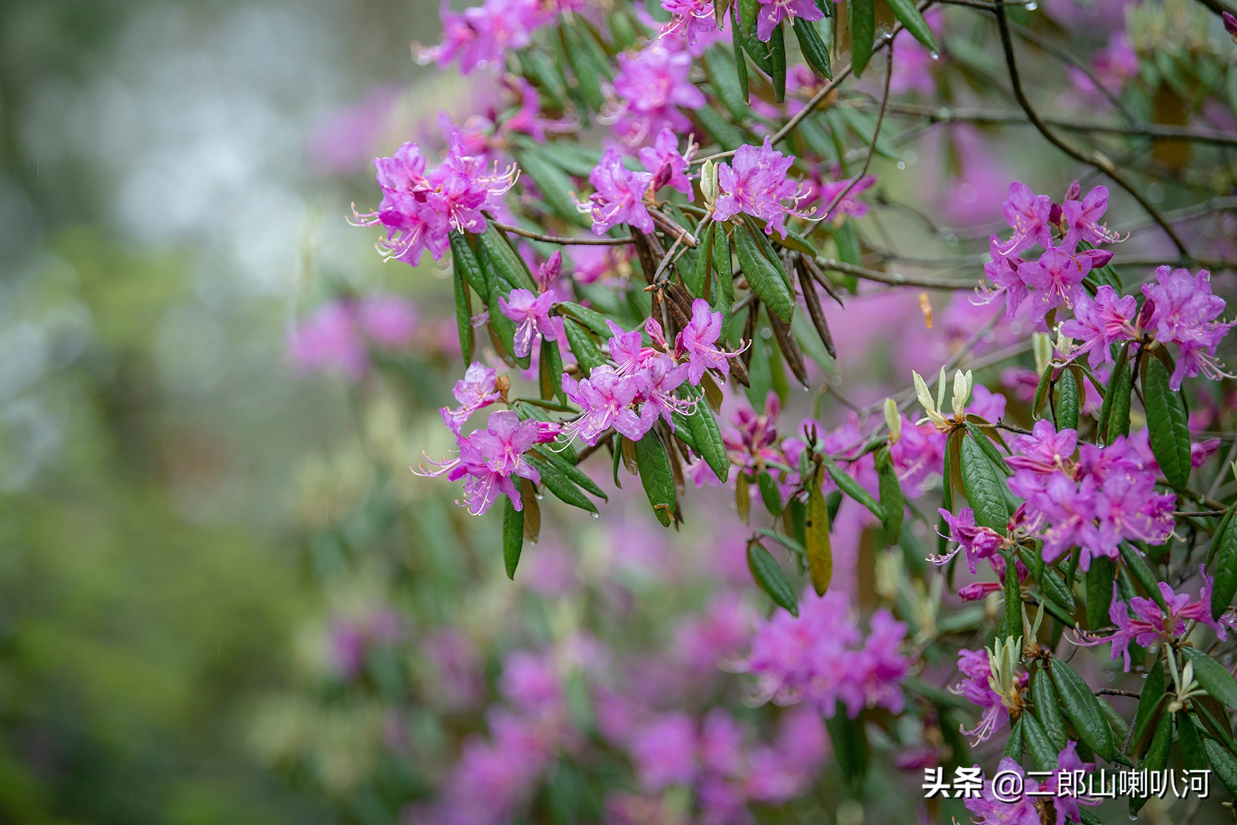 去喇叭河景区,去喇叭河玩住哪里