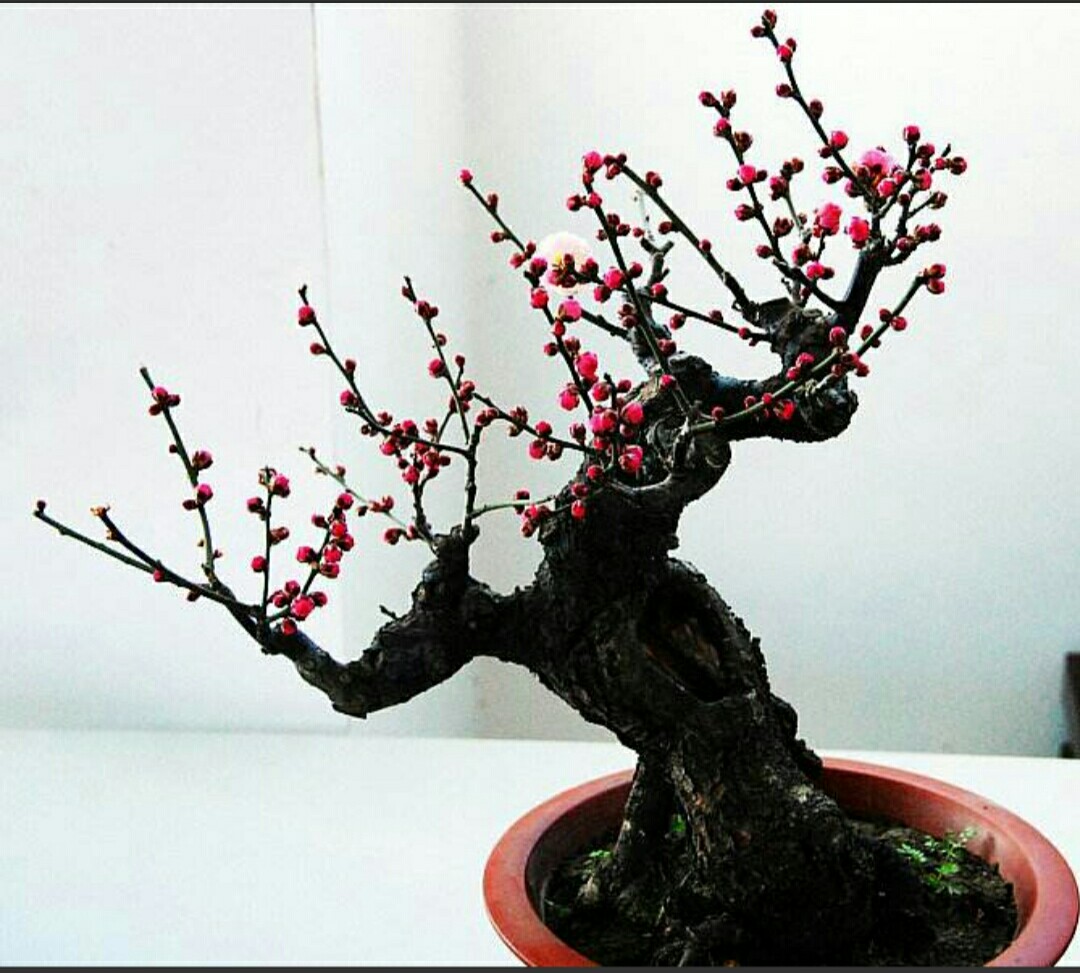 傲雪红梅盆栽,腊梅梅花盆景造型