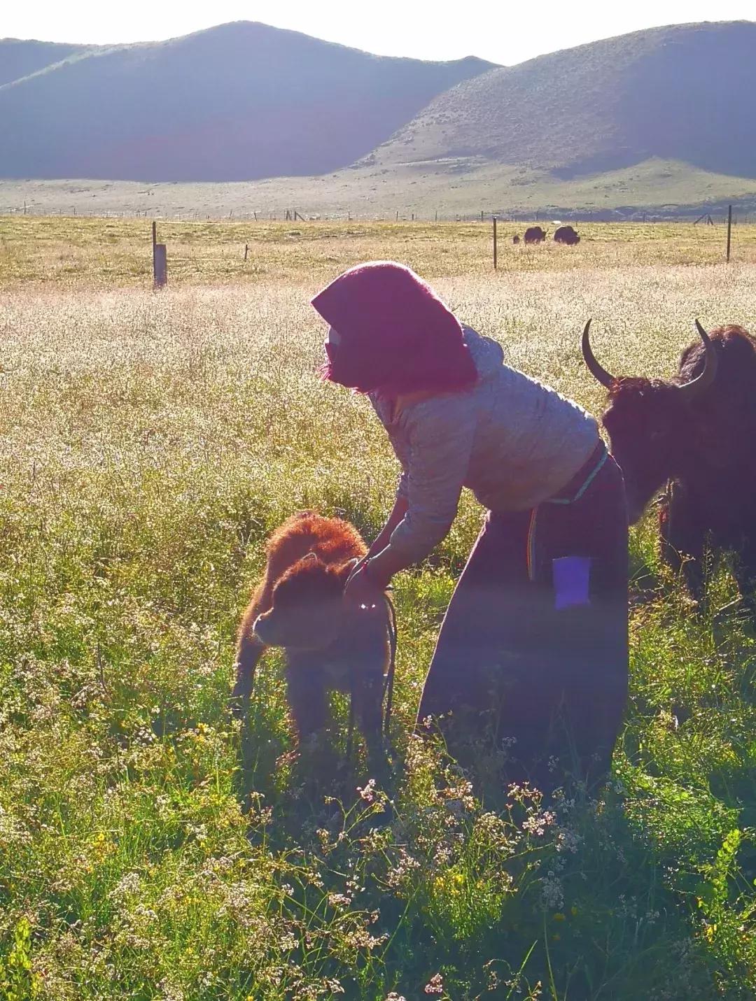 阿坝红原煨桑,川西红原的煨桑节是什么时候
