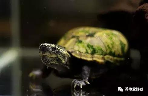 硝化菌的培养建立，你会了吗？