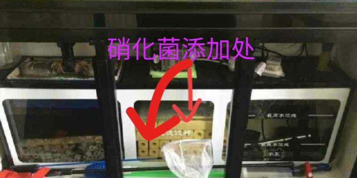 什么情况下使用硝化细菌,干粉硝化细菌正确使用方法