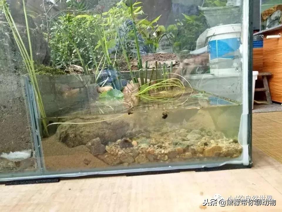 丛林造景黄缘龟池设计图大全,龟宝宝黄缘龟生态缸造景教程