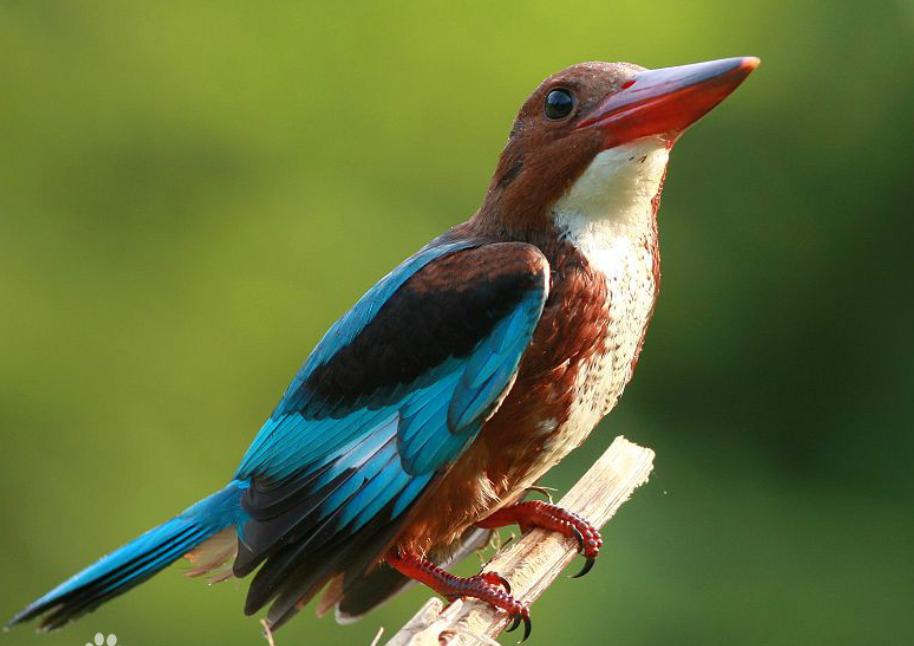 云南翡翠骗局央视,翡翠bc货有毒吗