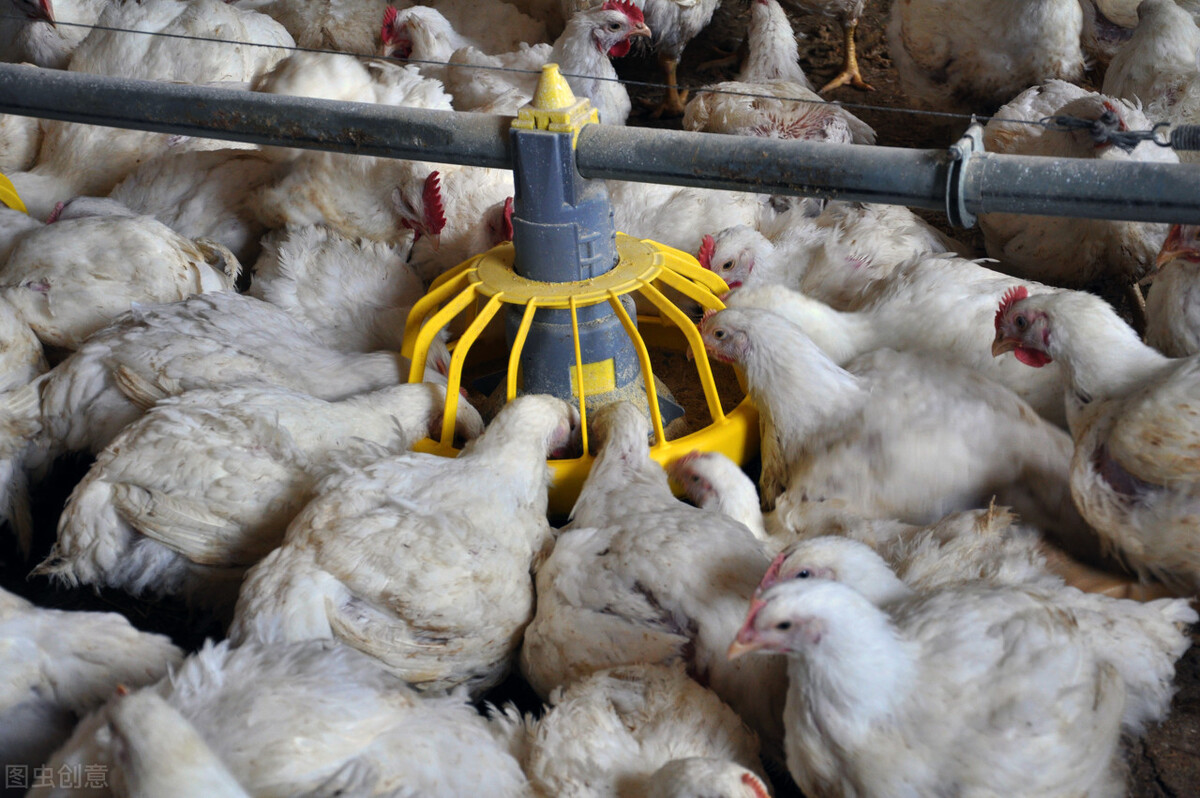 肉鸡上呼吸道用什么药,肉鸡呼吸道怎么治疗