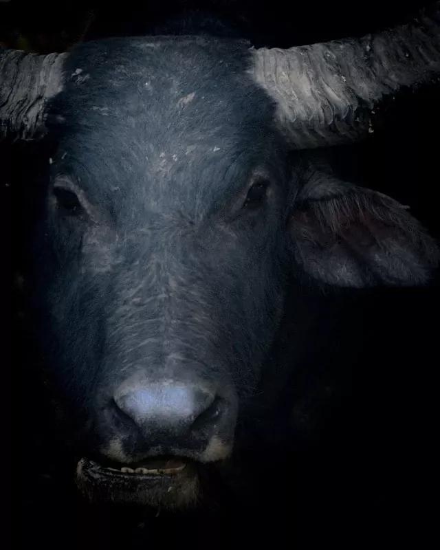 2021年索尼世界摄影大赛专业奖,2020年索尼世界摄影大赛