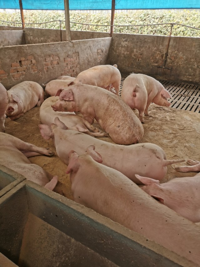 最近养猪场的非瘟情况,养猪场在此次疫情中是否有变化