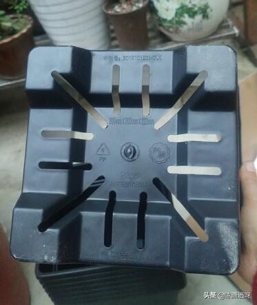 常见花卉花盆图片大全,各种花盆的优缺点图片介绍