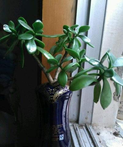 玉树土培转水培,玉树水培生根最佳方法