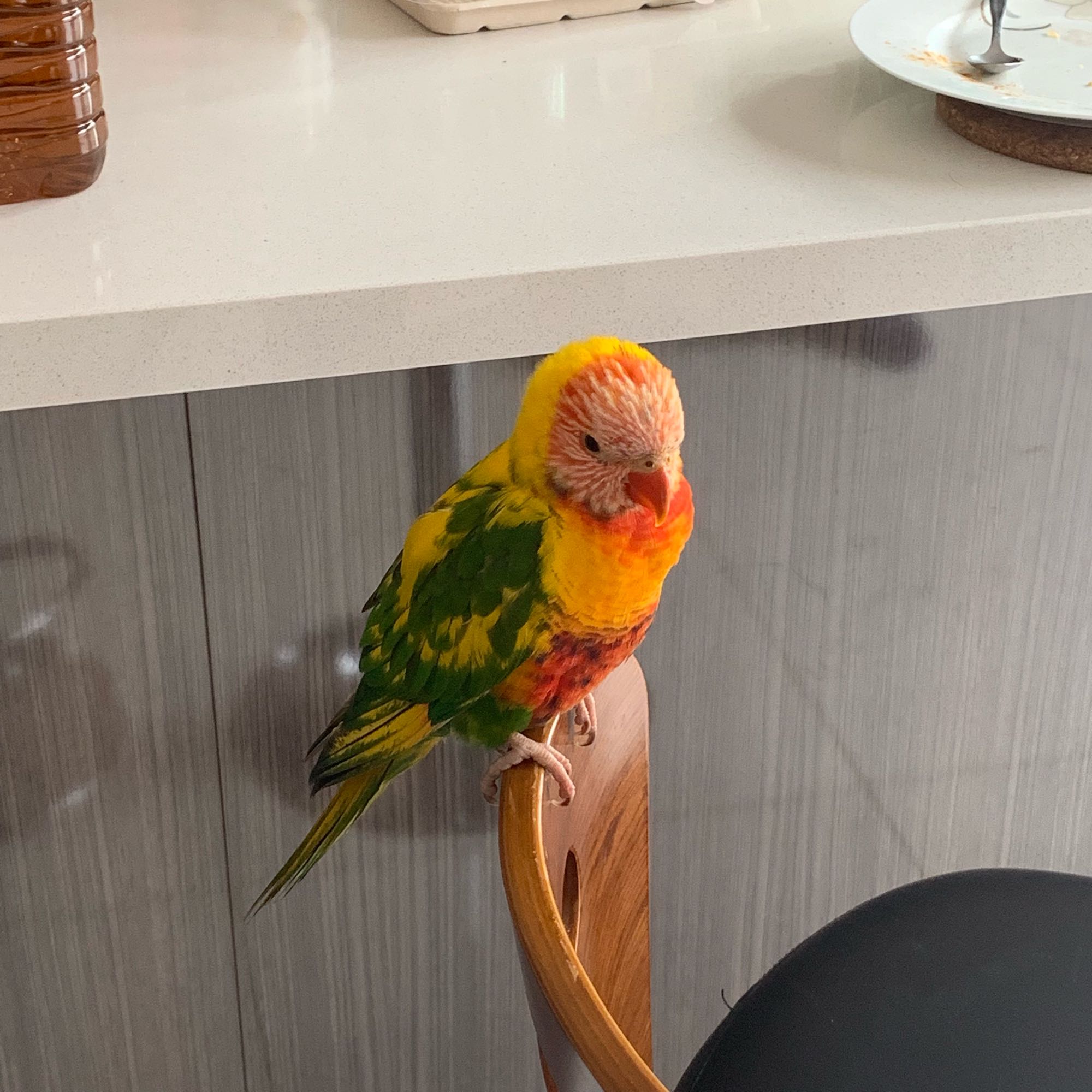 家里跑进一只鹦鹉,家里进了一只怪鸟