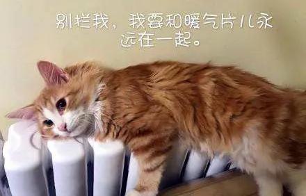 猫咪中暑的症状及治疗方法,猫咪生病铲屎官上班怎么办