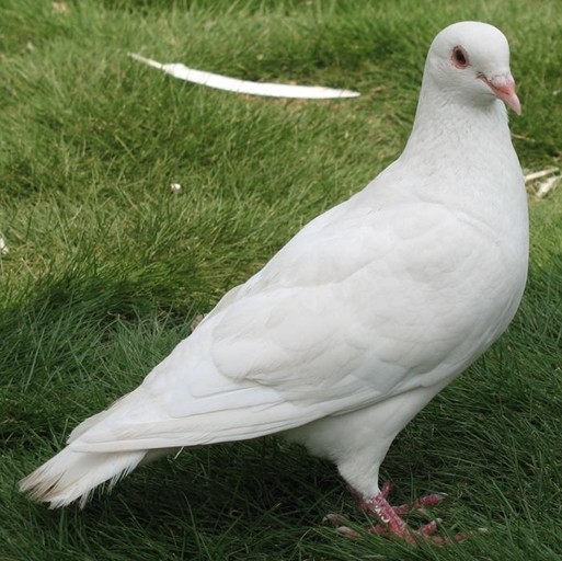 鸽子孵蛋多少天出小鸽子,鸽子养殖教程