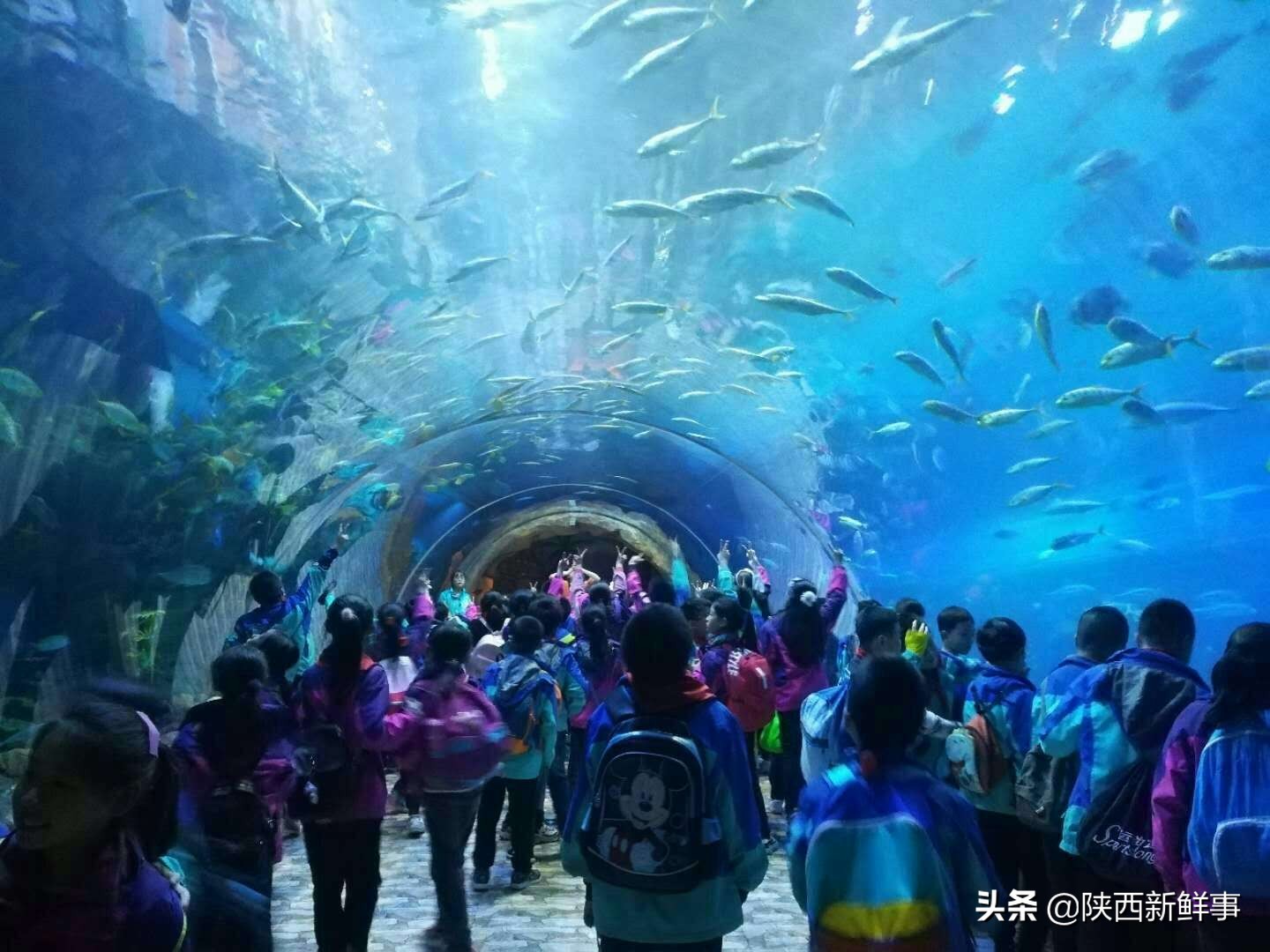 放飞海洋梦想感受丝路传奇手抄报,放飞海洋梦想感受丝路传奇研学题