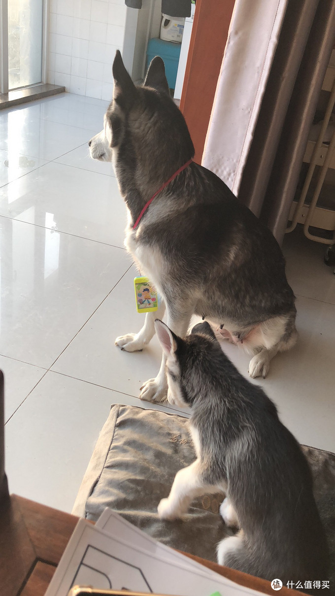 一次创世纪的生活体验—记哈士奇当妈妈