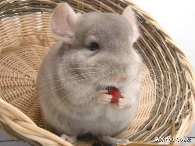 养龙猫要注意哪些事项,饲养龙猫要注意哪些事项