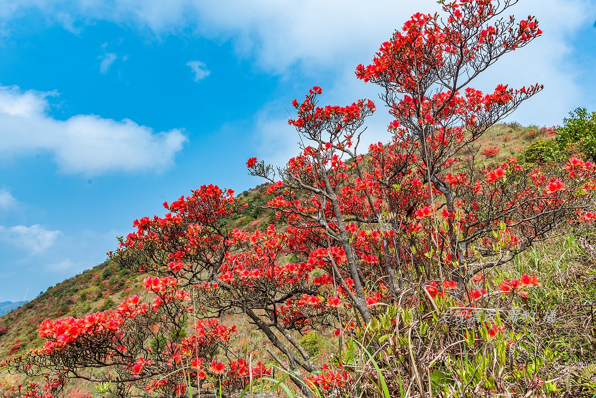 走最远的路,航拍广东最壮美的野生杜鹃花海