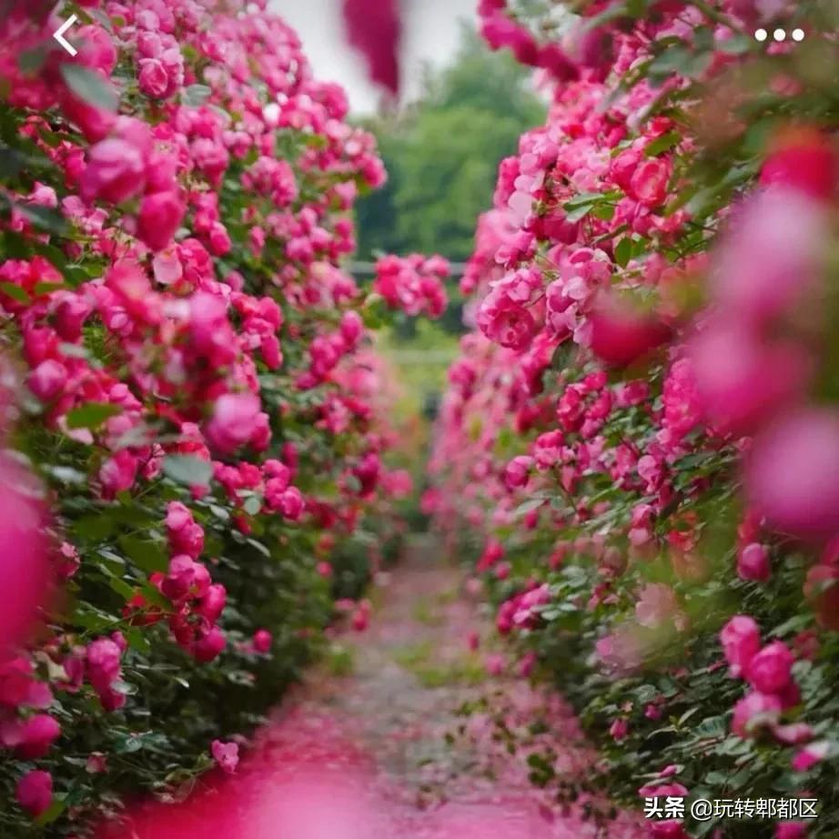 郫都区最美的花海,成都郫都花乡玫瑰开放了吗