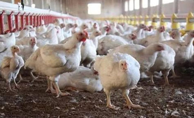 养鸡眼睛瞎了怎么治,鸡眼睛瞎了是什么病怎么治疗