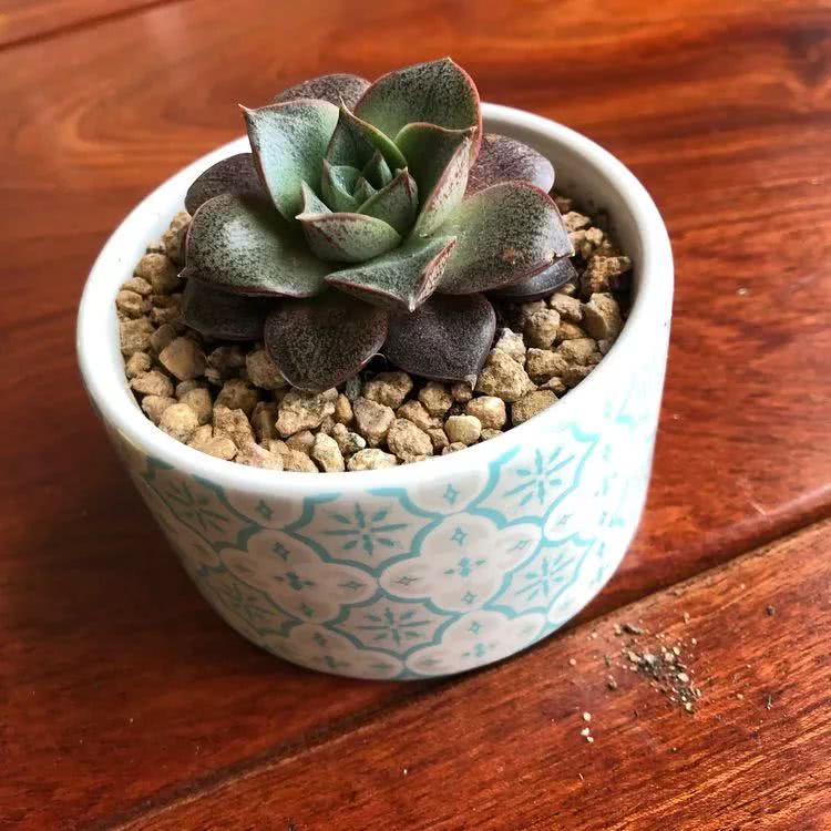 新手小白入坑多肉必看攻略,多肉新手入坑必备指南